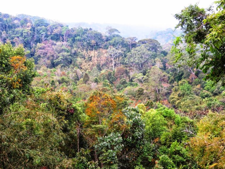 Jungle of the Mondulkiri project