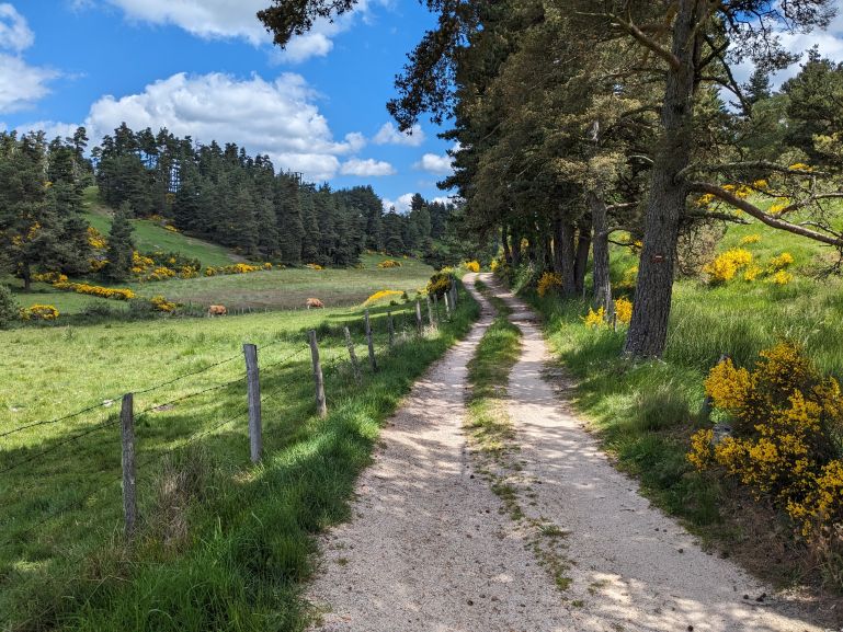 The Via Podiensis in June