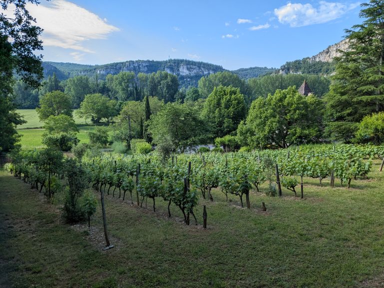 vineyards in the Célé valley